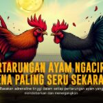 Rahasia SV388: Pelajari Jenis Ayam Aduan Favorit