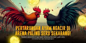 Rahasia SV388: Pelajari Jenis Ayam Aduan Favorit