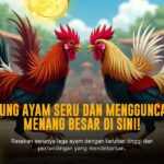 Jenis Ayam Petarung Terbaik untuk Sabung Ayam SV388