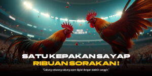 Sabung Ayam: Menguak Fenomena, Budaya, dan Kontroversinya dalam Dunia Modern