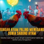 Strategi Menguasai Sabung Ayam SV388 dengan Odds Terbaik