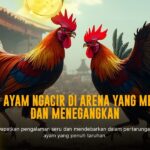 Mengenal Sabung Ayam SV388: Jenis Ayam, Odds, dan Provider Terpercaya