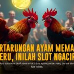 Mengenal Sabung Ayam Bangkok: Raja Adu Ayam Legendaris